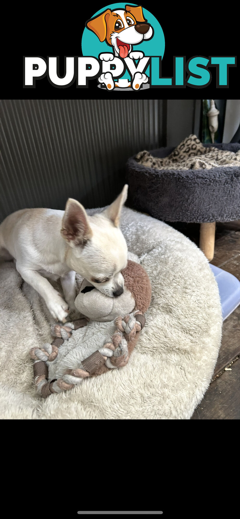 Deer head Pure Breed Chihuahua