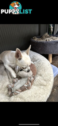 Deer head Pure Breed Chihuahua