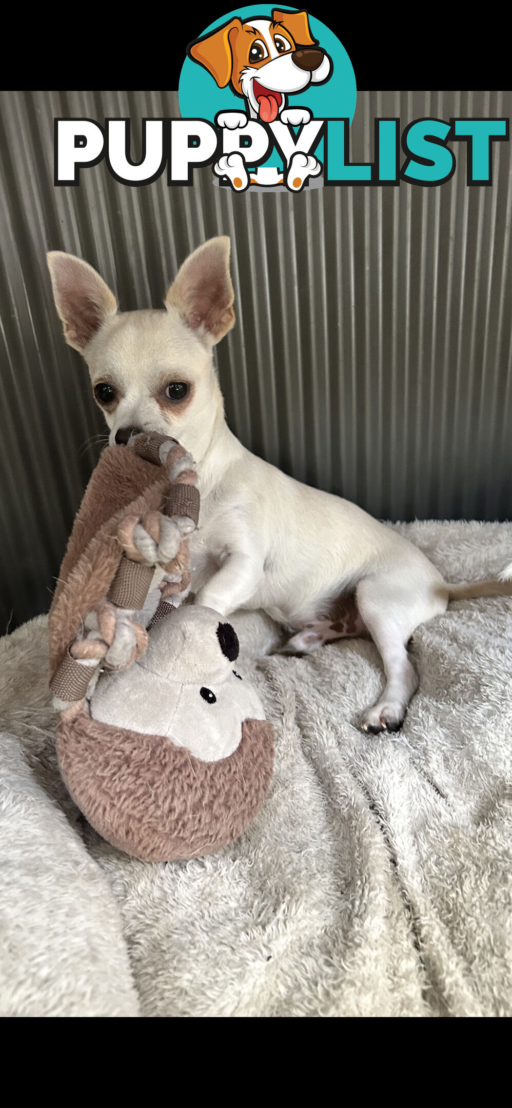 Deer head Pure Breed Chihuahua