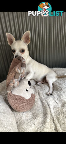 Deer head Pure Breed Chihuahua