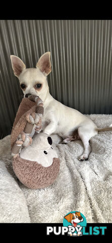 Deer head Pure Breed Chihuahua