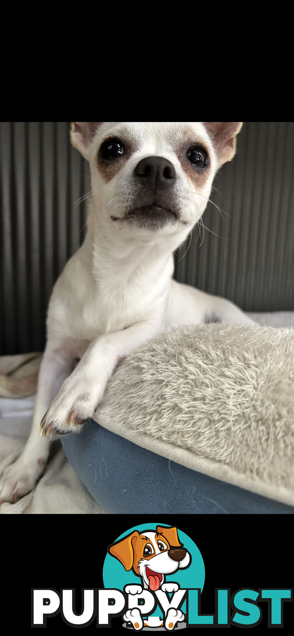 Deer head Pure Breed Chihuahua