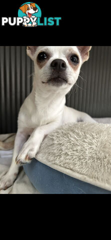 Deer head Pure Breed Chihuahua