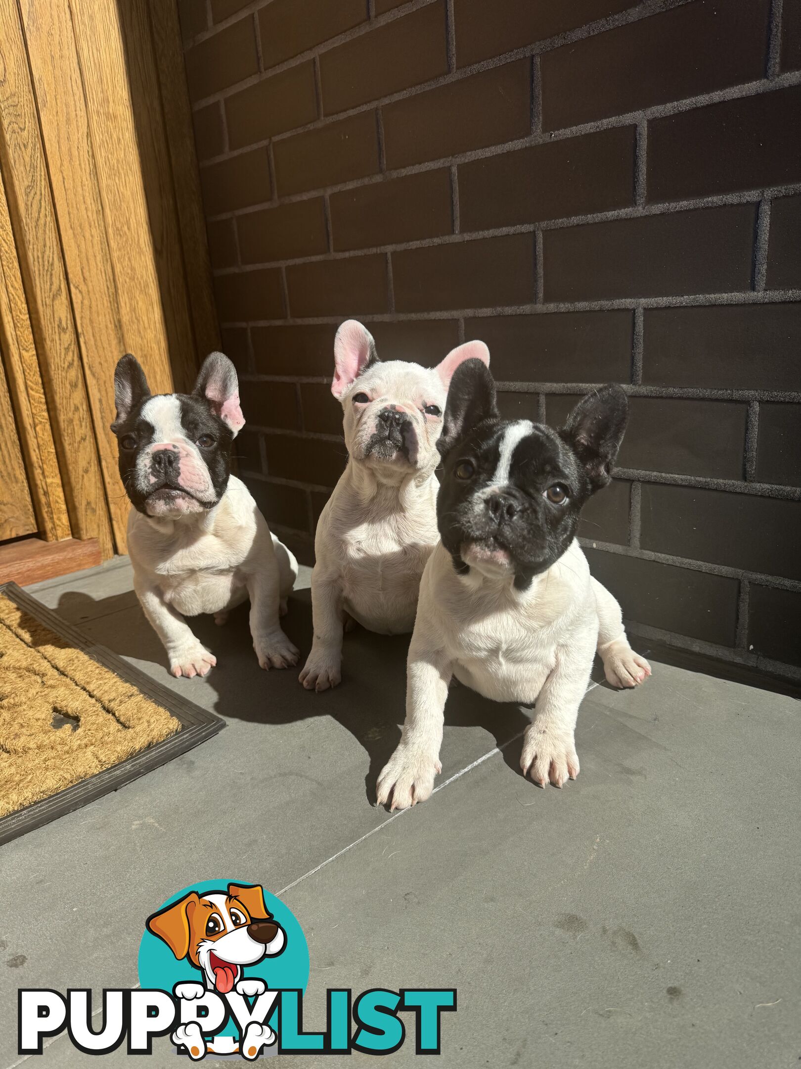 Selling 3 Purebred French Bulldog Puppies