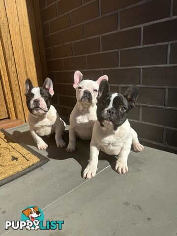 Selling 3 Purebred French Bulldog Puppies