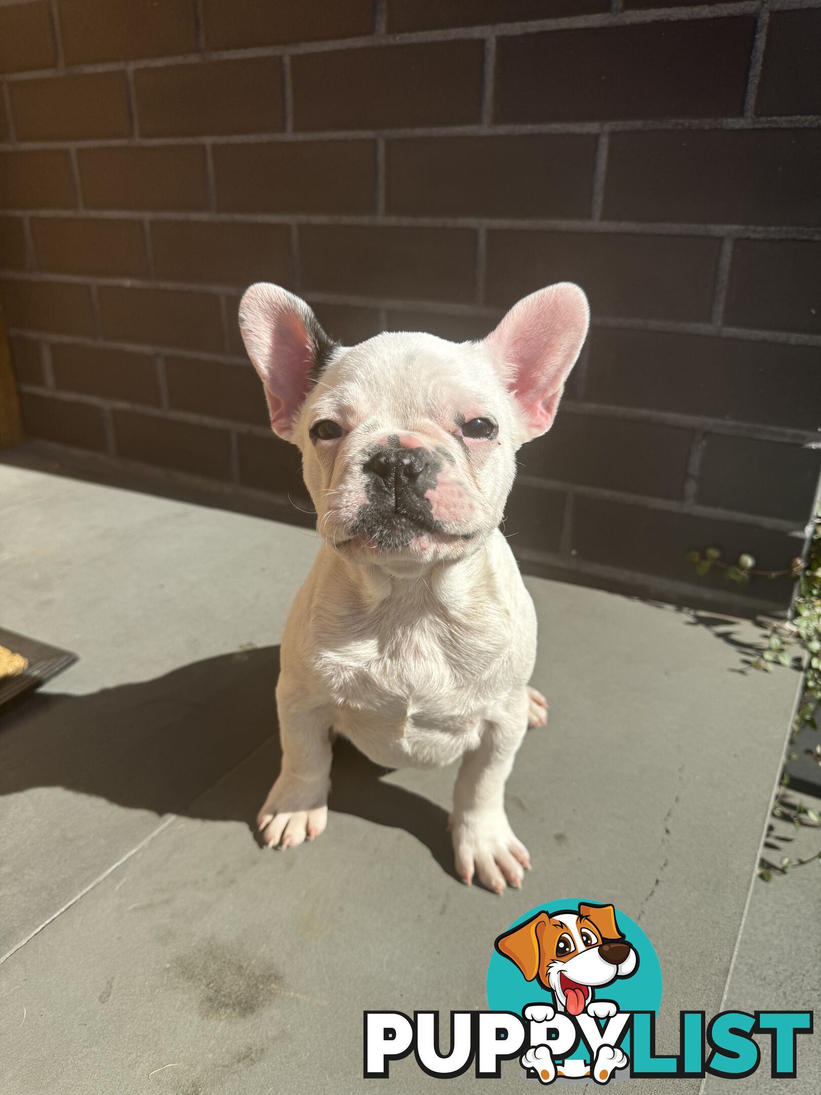 Selling 3 Purebred French Bulldog Puppies