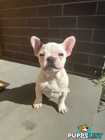 Selling 3 Purebred French Bulldog Puppies