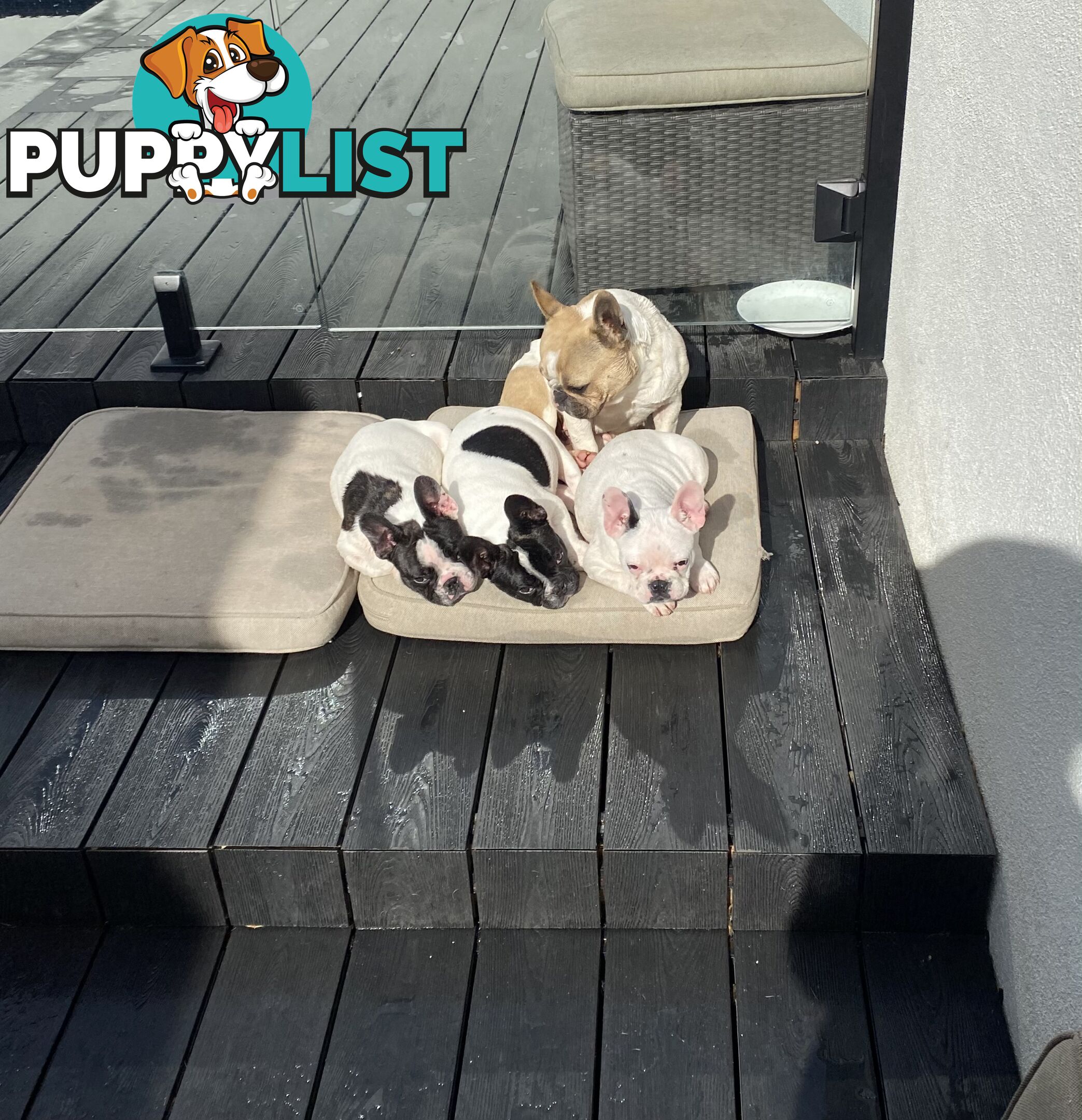 Selling 3 Purebred French Bulldog Puppies