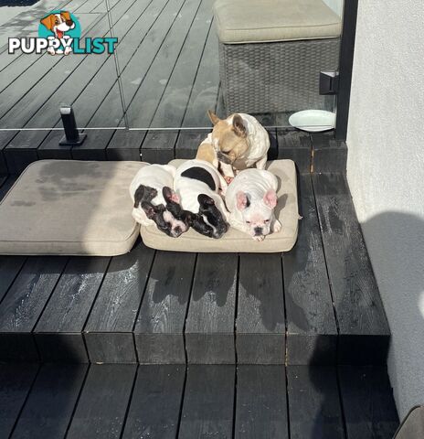 Selling 3 Purebred French Bulldog Puppies