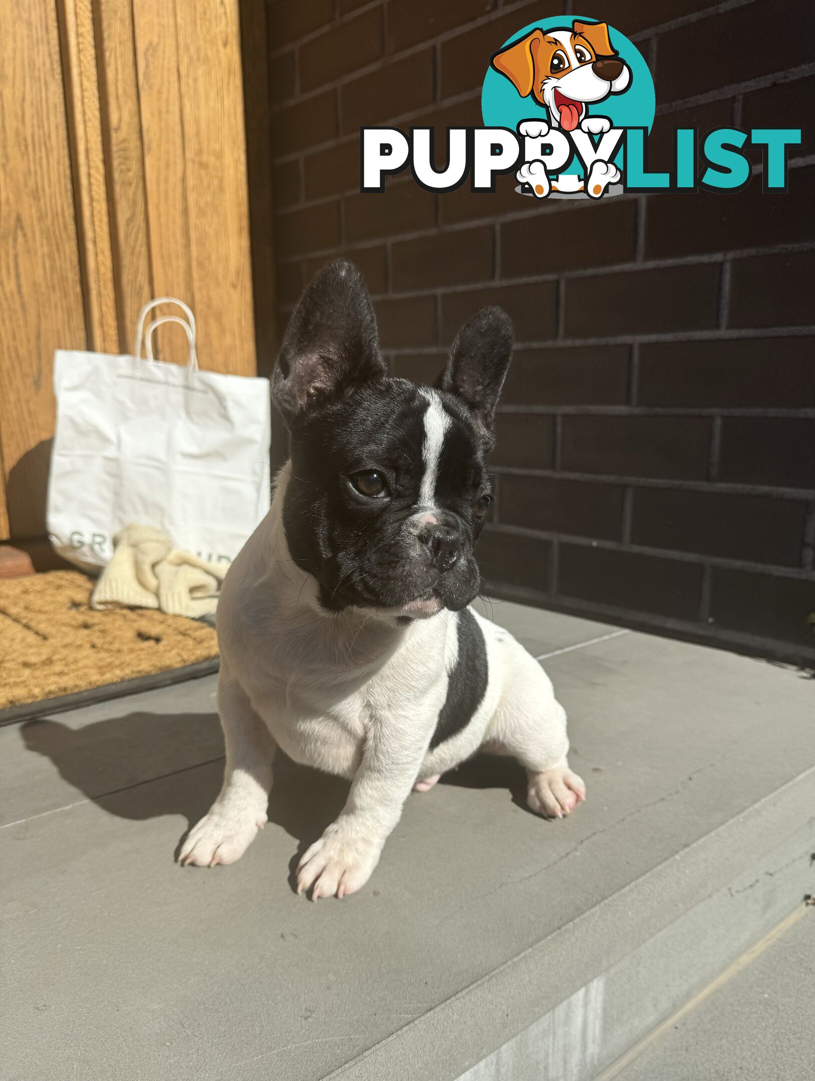 Selling 3 Purebred French Bulldog Puppies