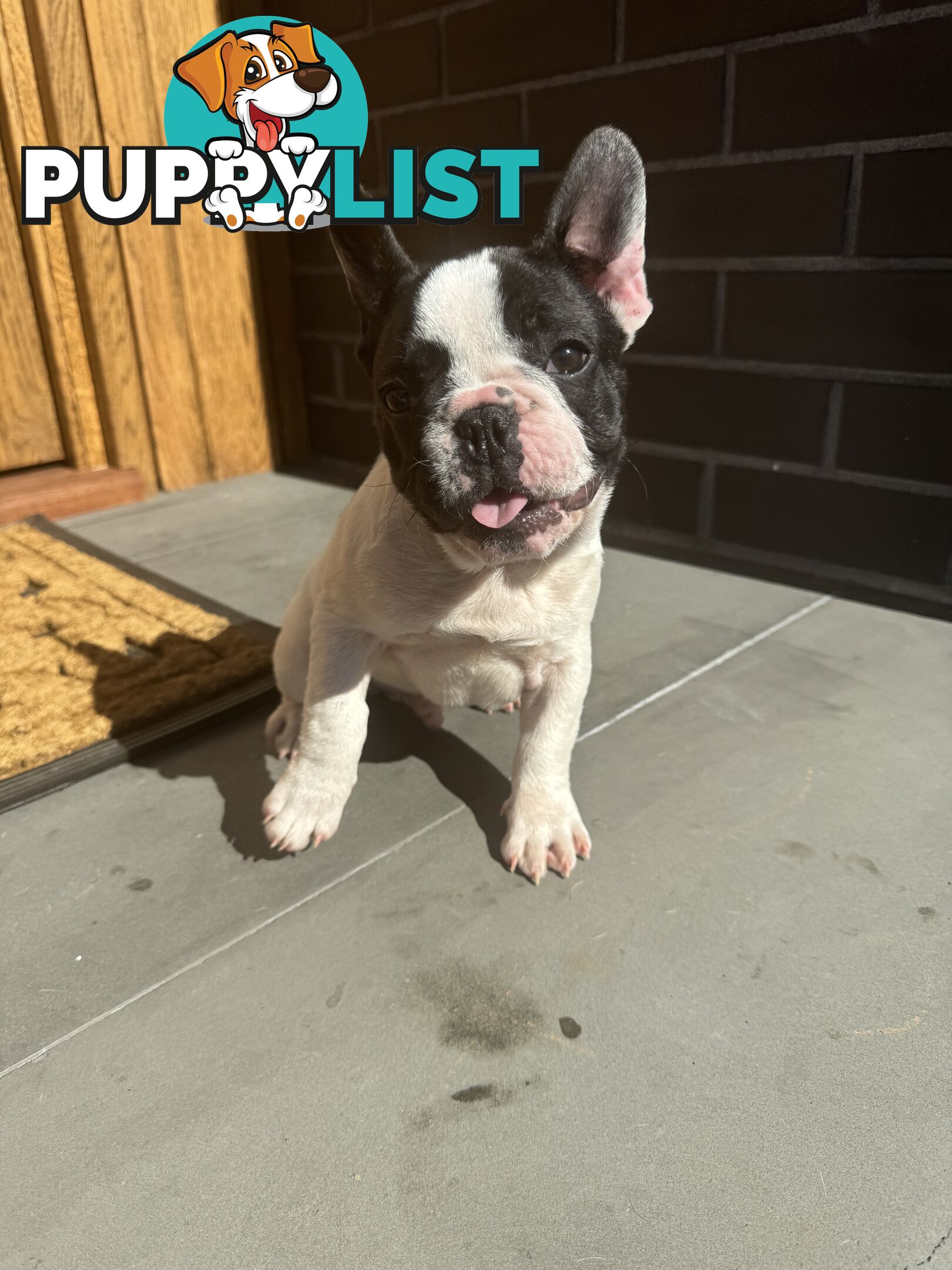 Selling 3 Purebred French Bulldog Puppies