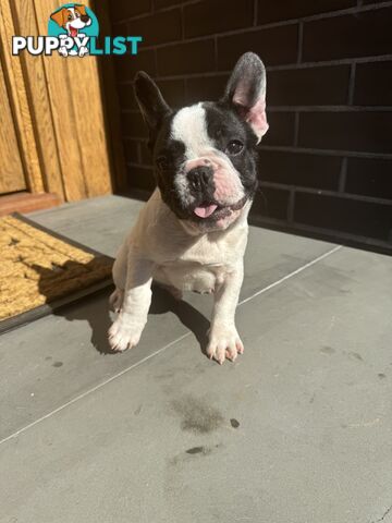 Selling 3 Purebred French Bulldog Puppies