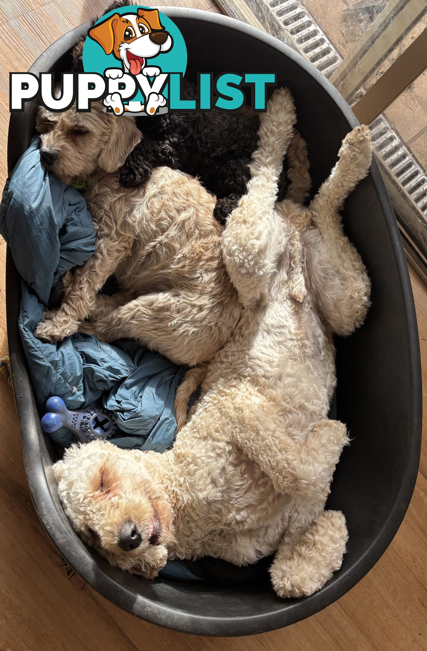 Male Standard Poodle pup
