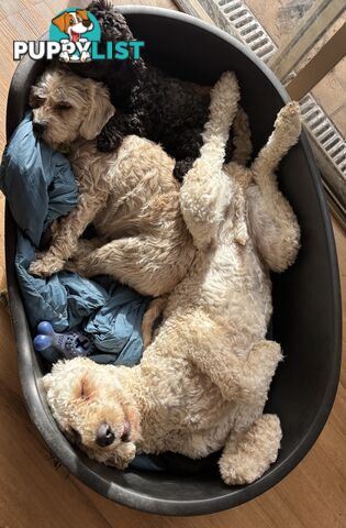Male Standard Poodle pup