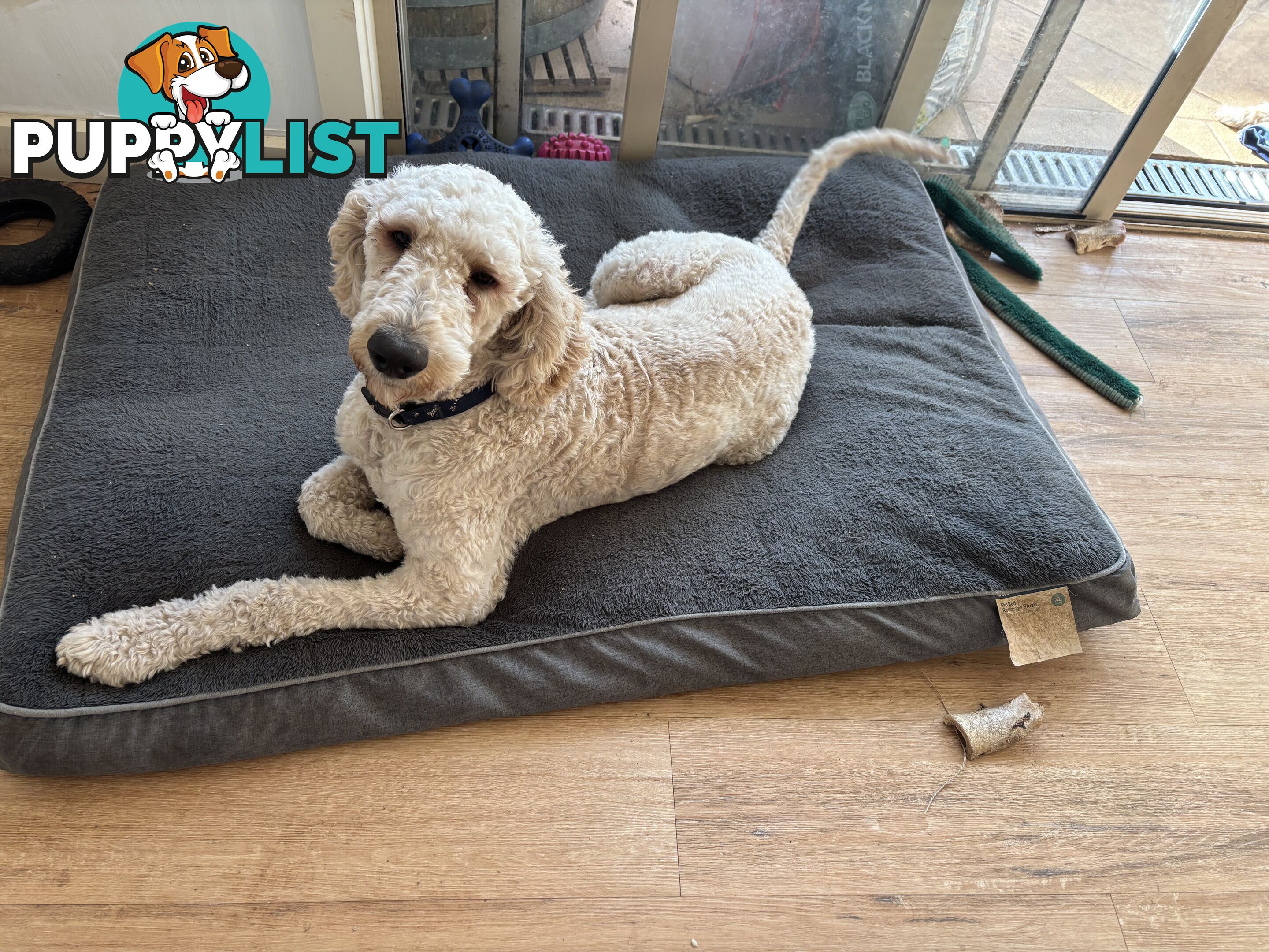 Male Standard Poodle pup