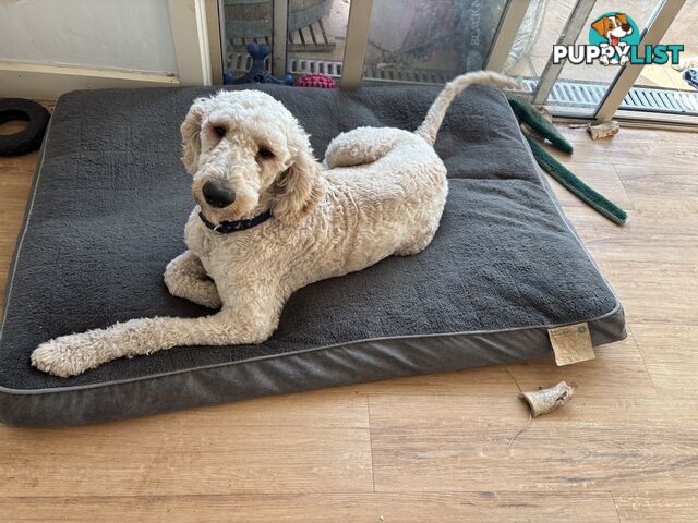 Male Standard Poodle pup