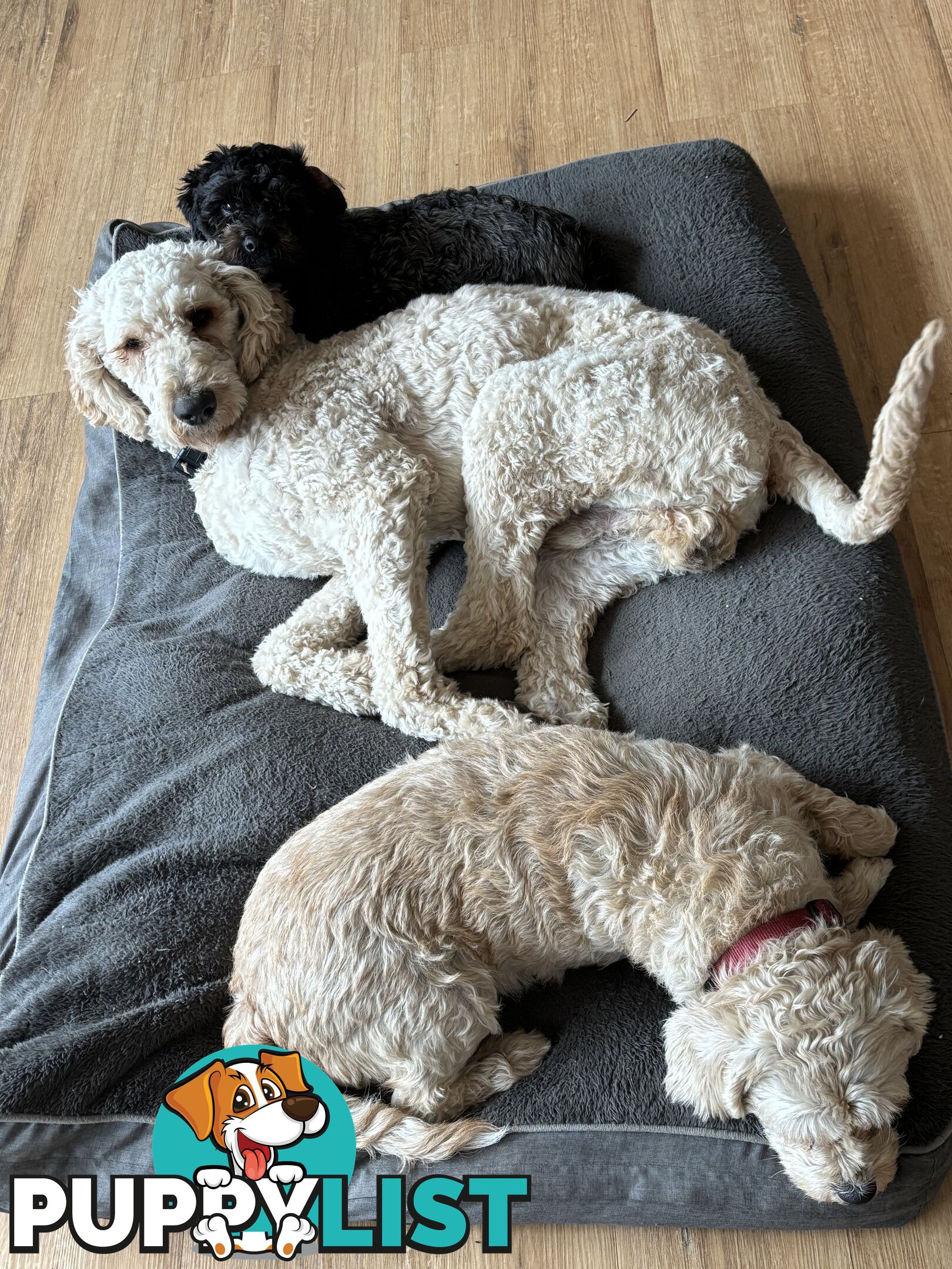 Male Standard Poodle pup