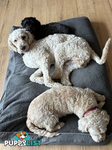 Male Standard Poodle pup