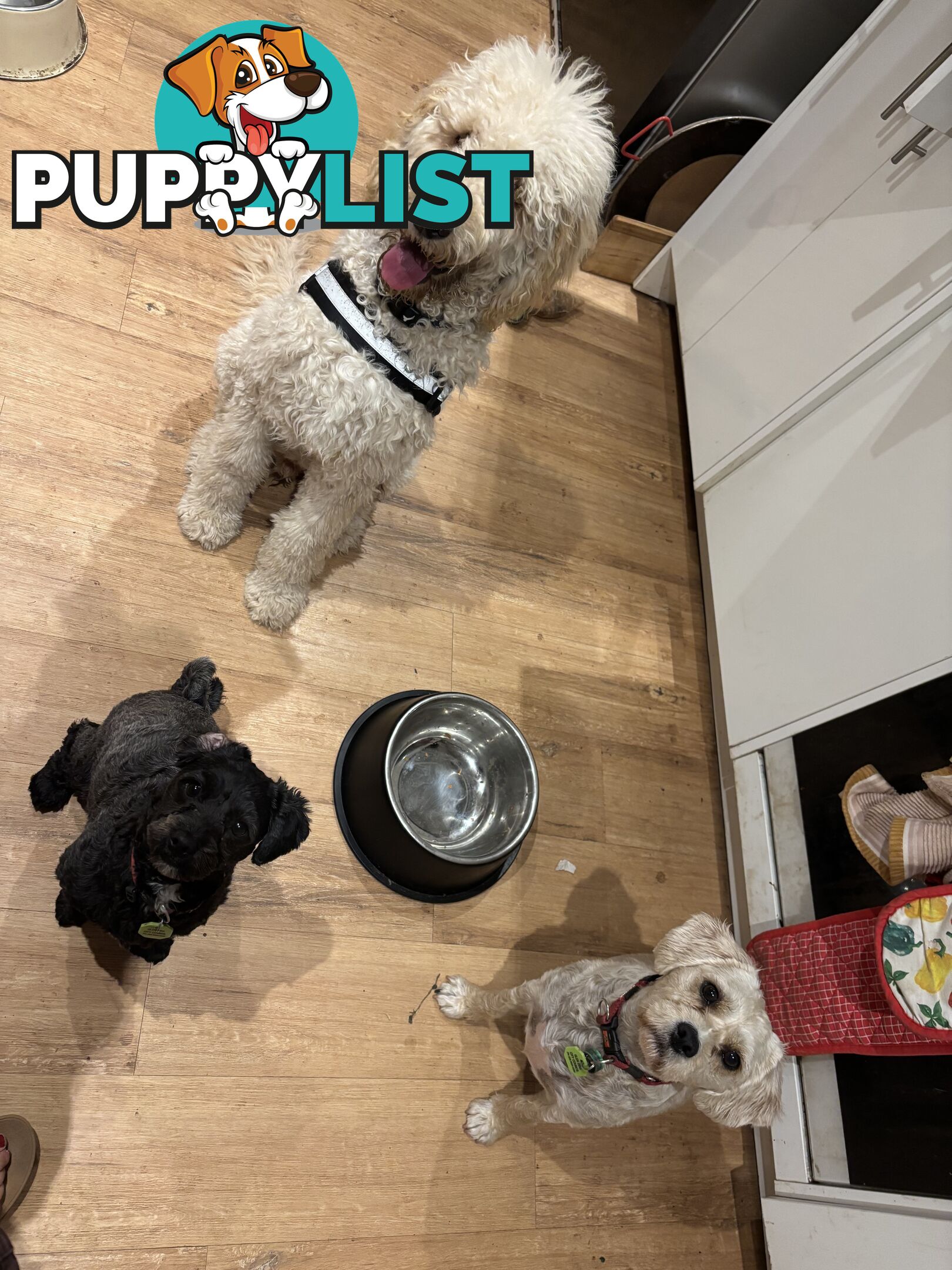 Male Standard Poodle pup