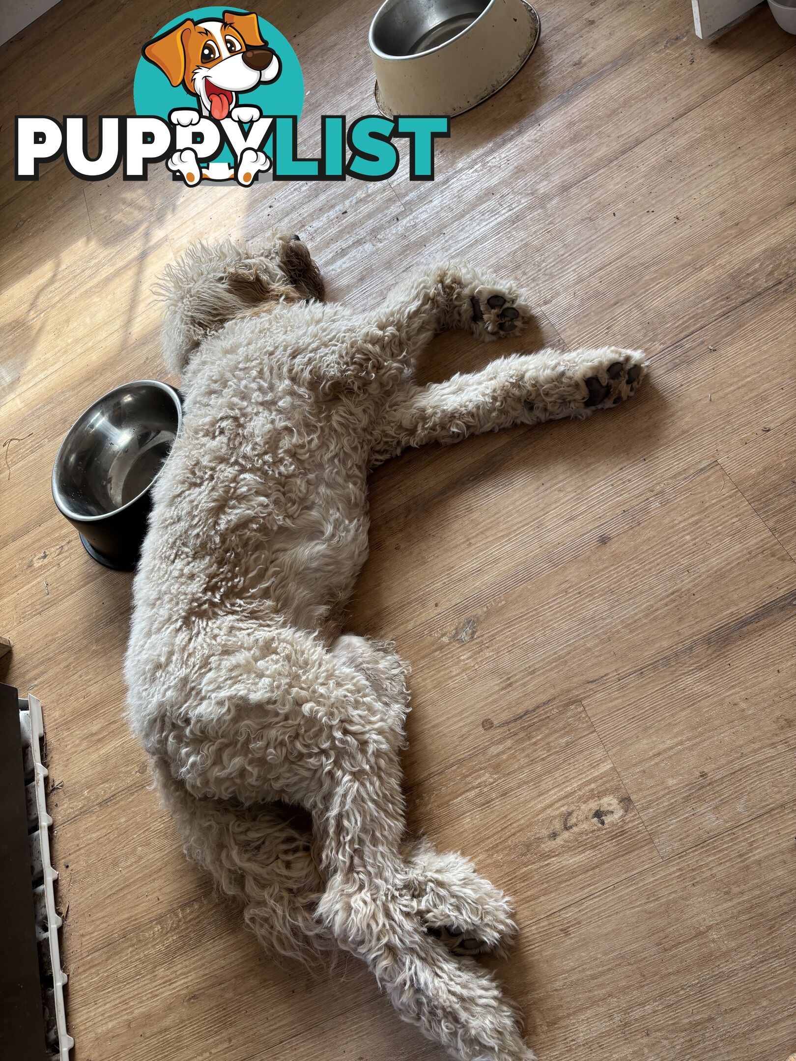 Male Standard Poodle pup