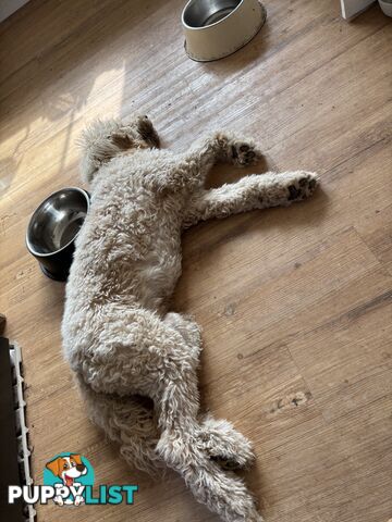 Male Standard Poodle pup