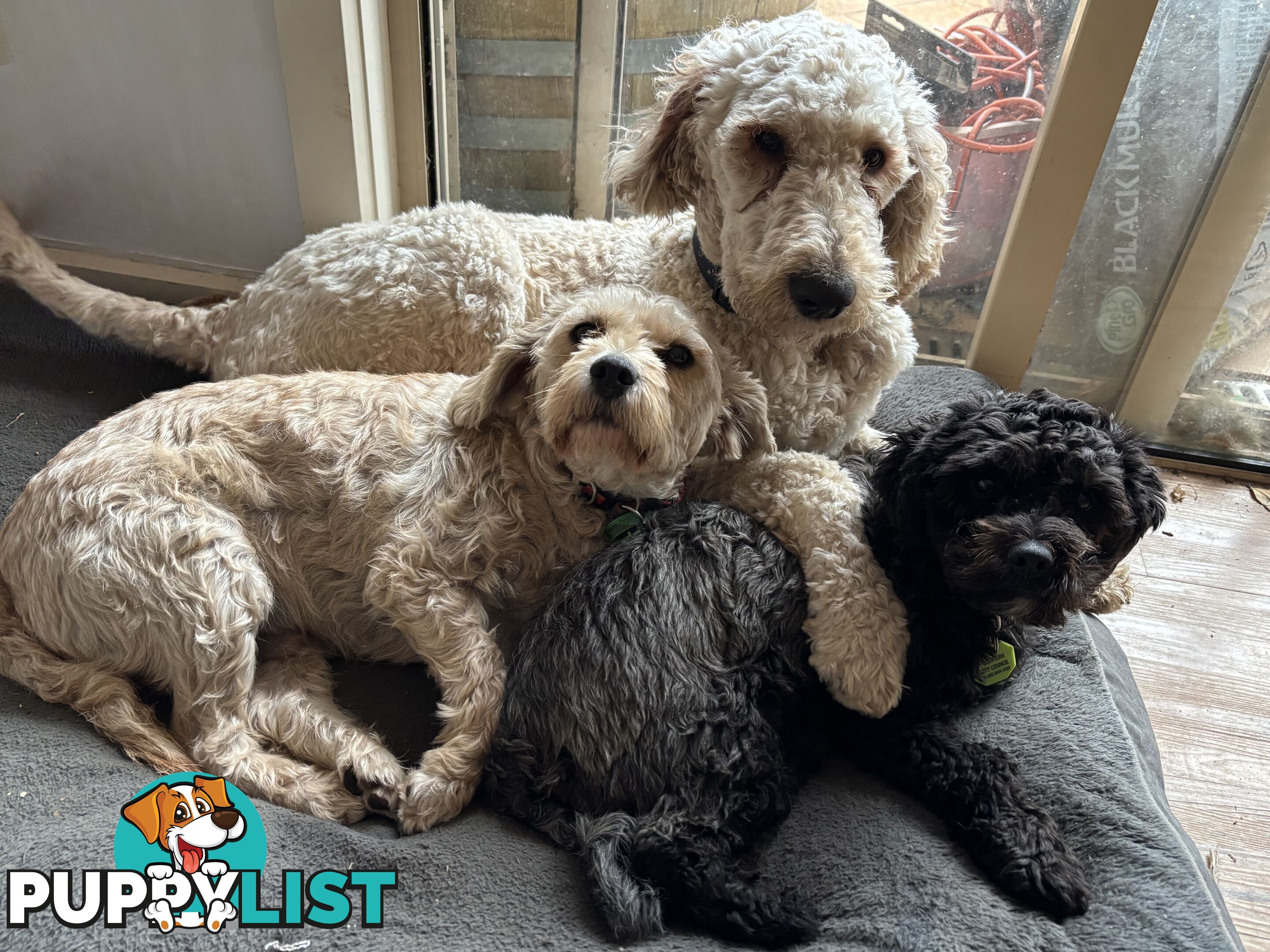 Male Standard Poodle pup