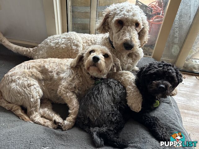 Male Standard Poodle pup