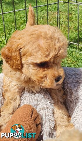 Maltipoo /Maltese x ToyPoodle