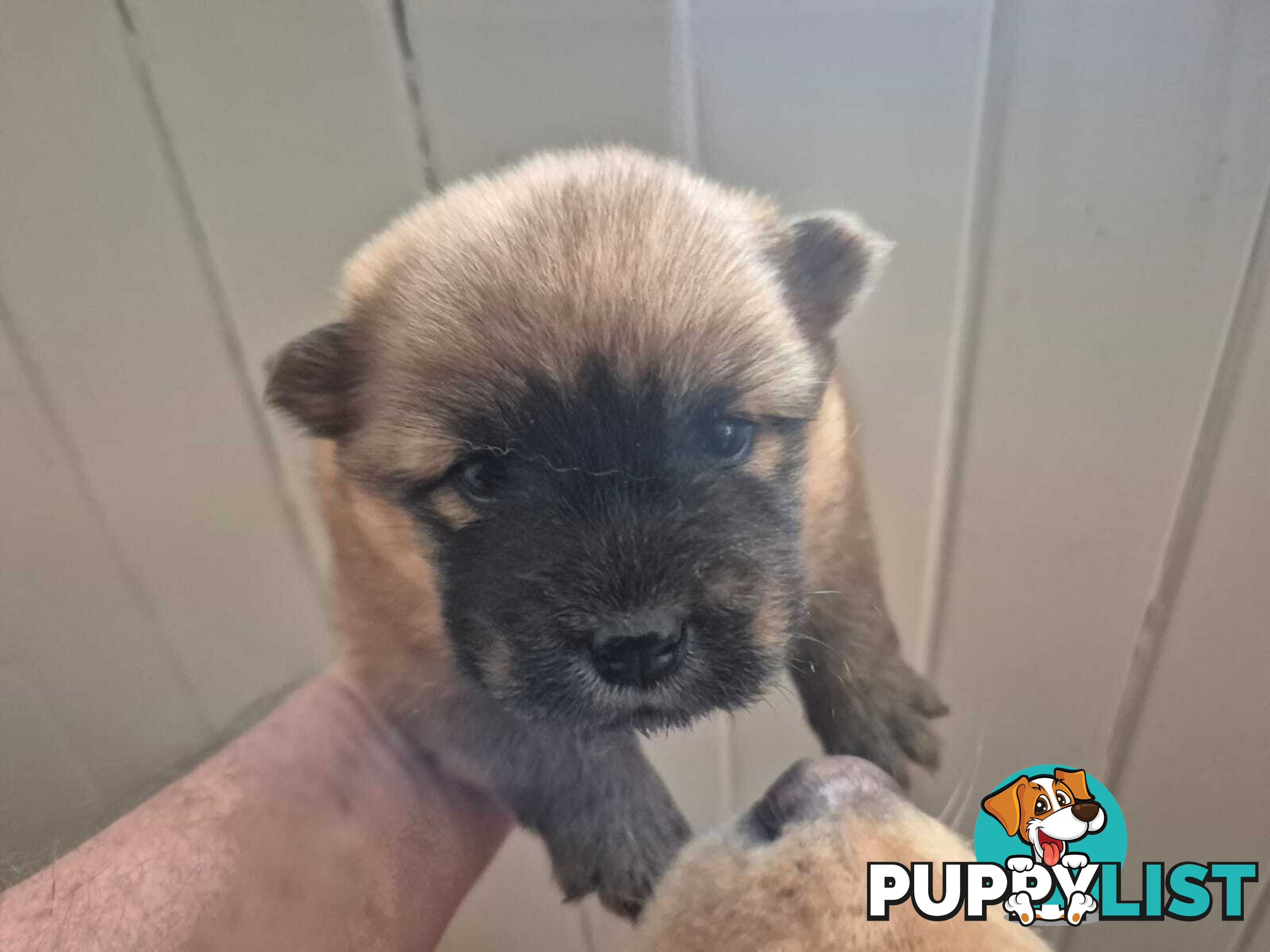 Chow Chow Puppy’s for Sale.