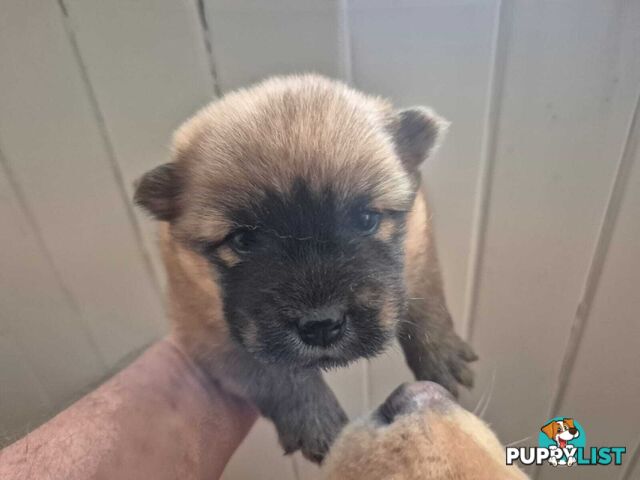 Chow Chow Puppy’s for Sale.