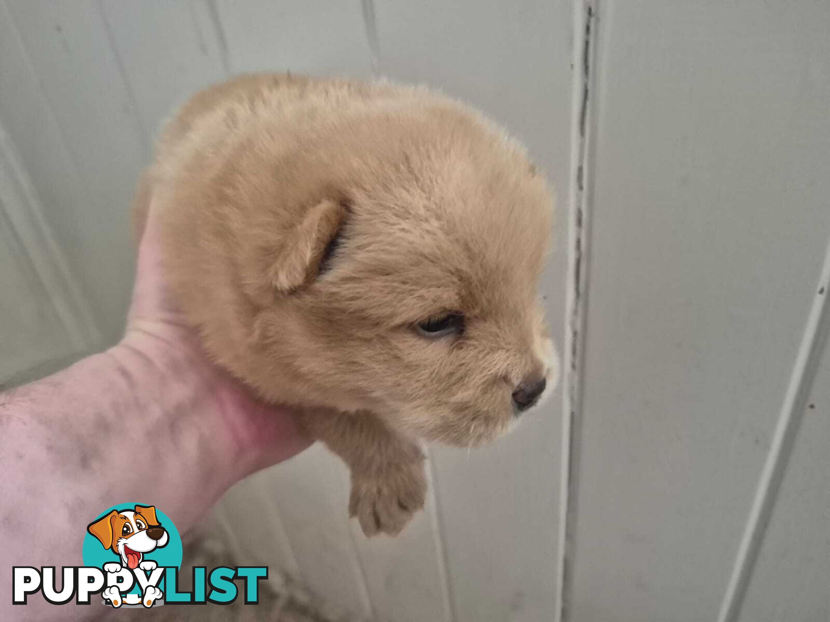 Chow Chow Puppy’s for Sale.
