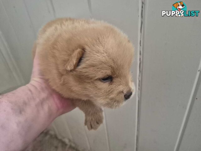 Chow Chow Puppy’s for Sale.