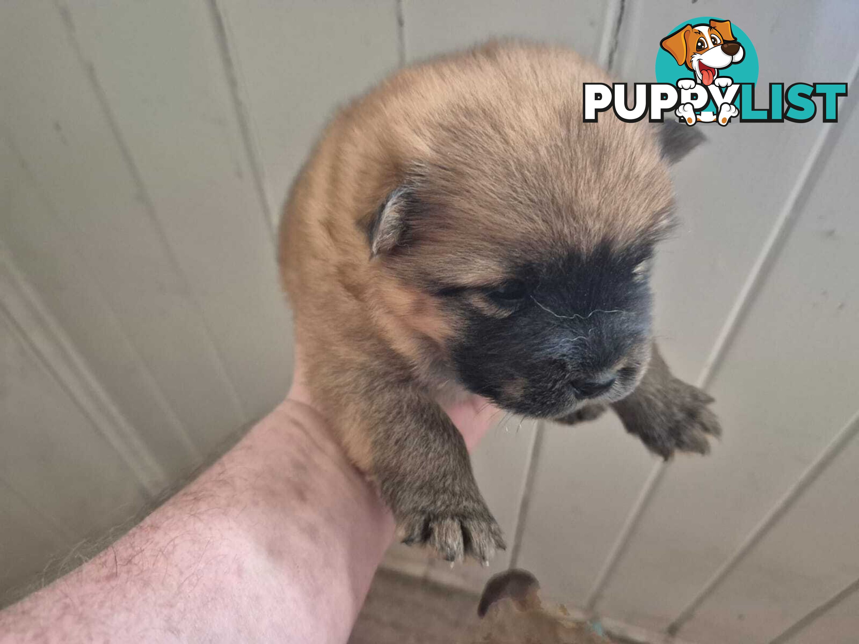 Chow Chow Puppy’s for Sale.