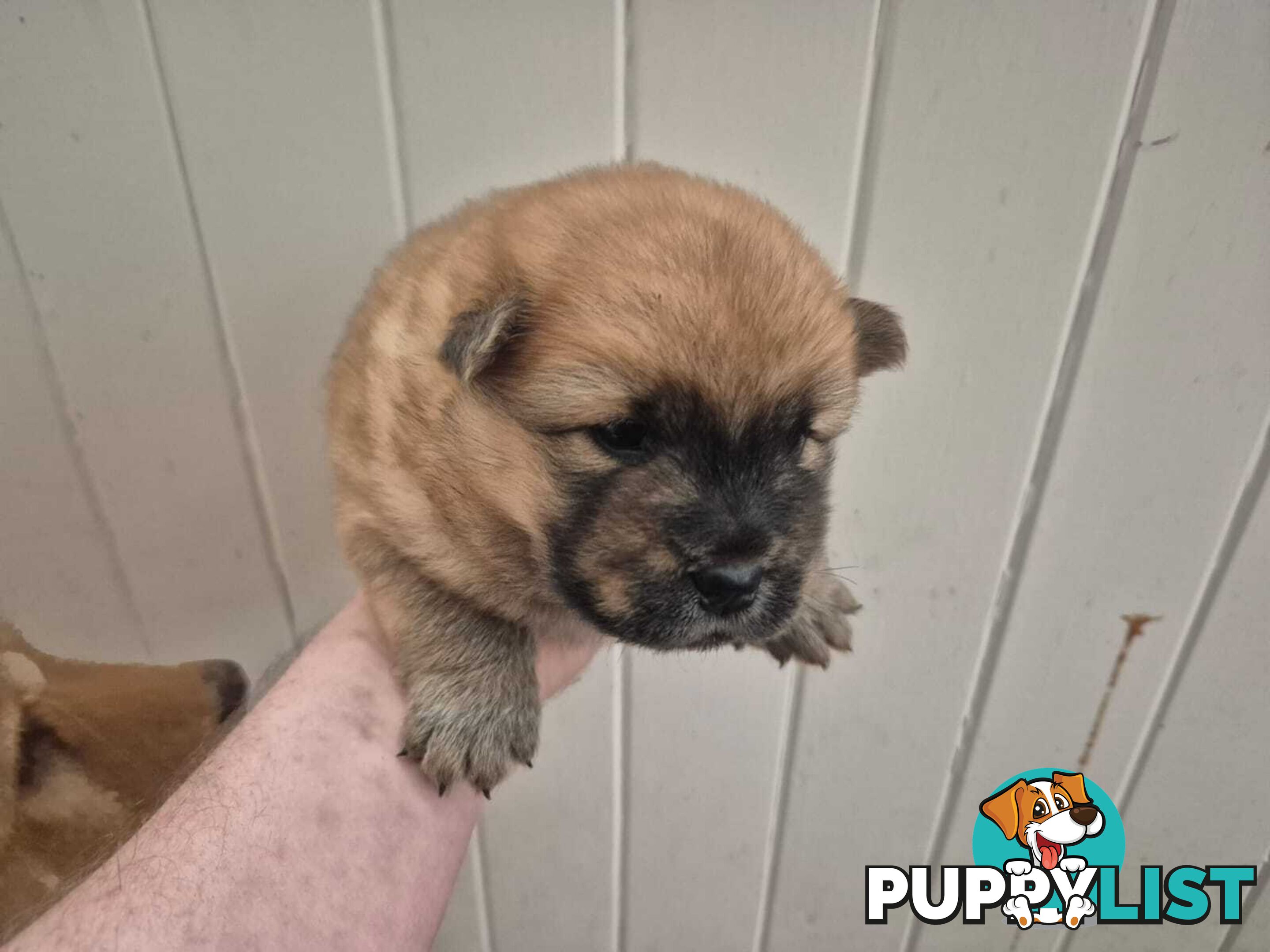 Chow Chow Puppy’s for Sale.