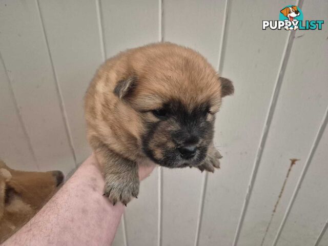Chow Chow Puppy’s for Sale.