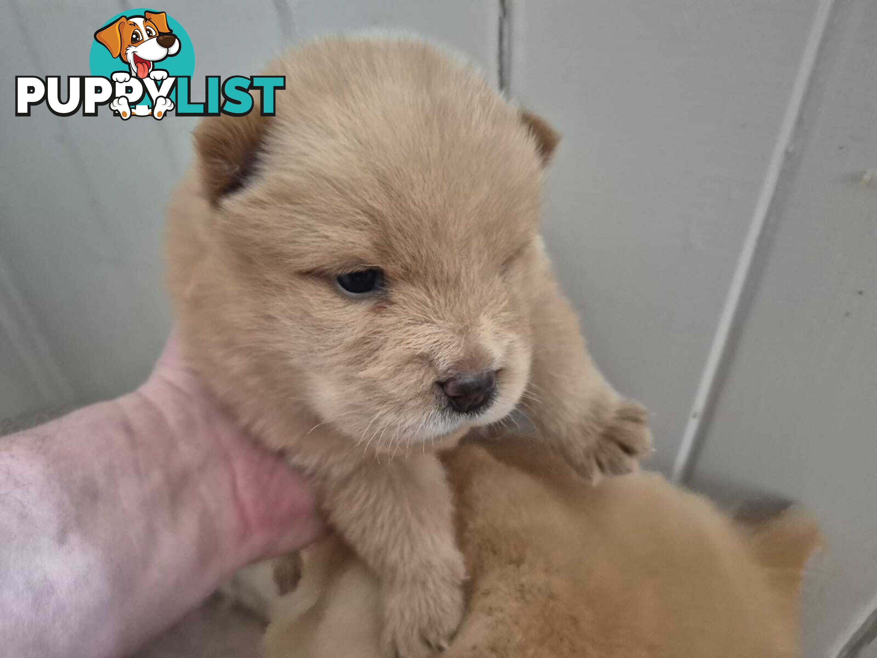 Chow Chow Puppy’s for Sale.