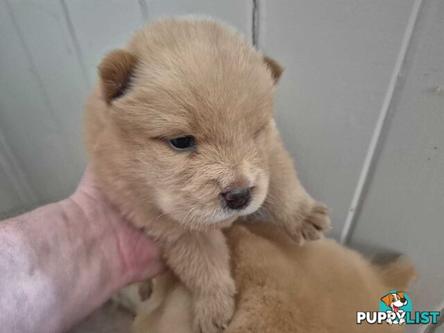 Chow Chow Puppy’s for Sale.