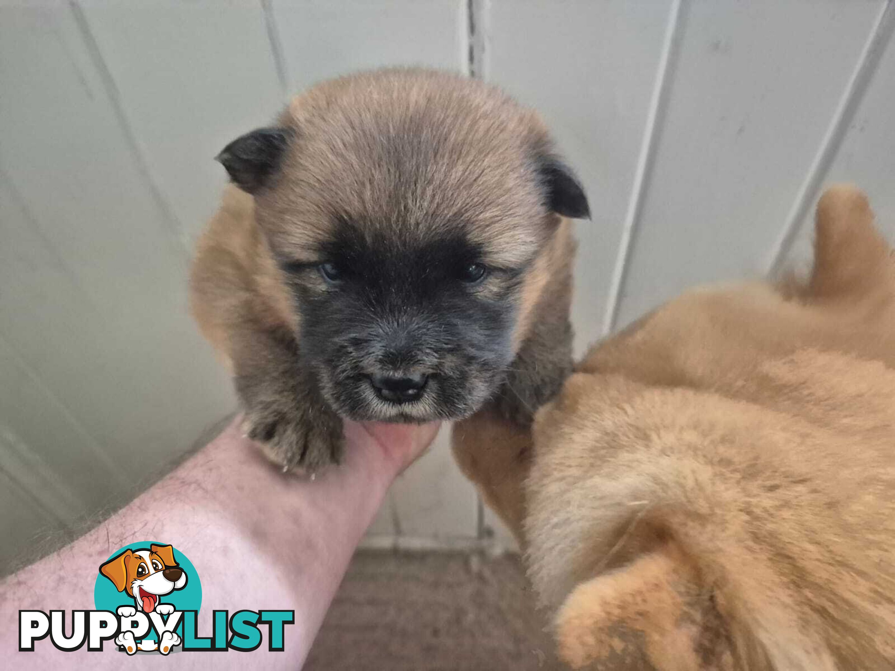 Chow Chow Puppy’s for Sale.