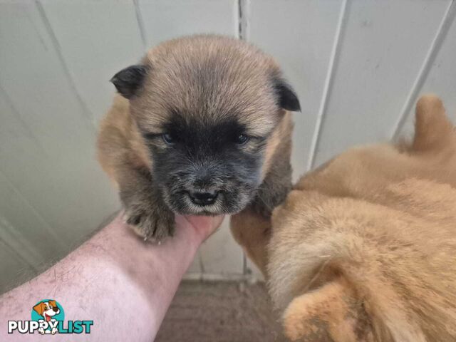 Chow Chow Puppy’s for Sale.