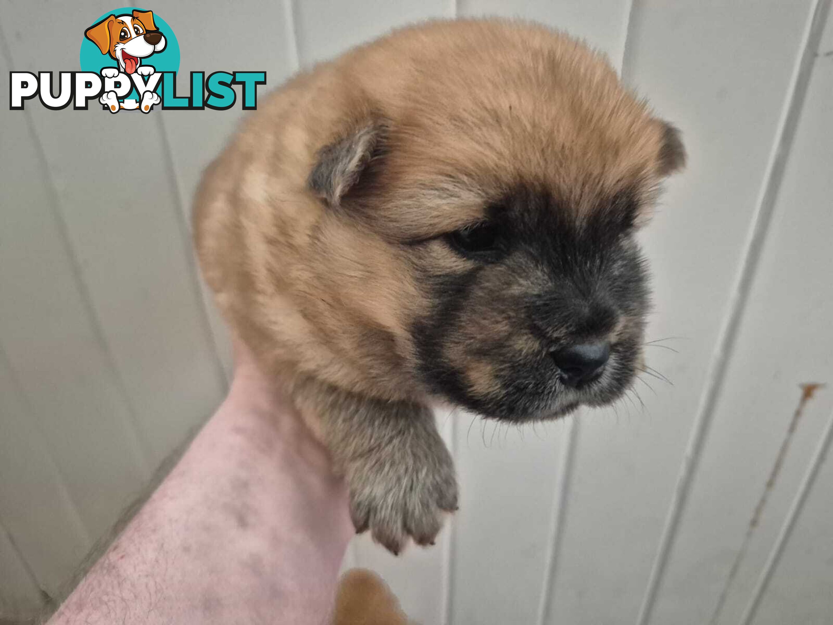 Chow Chow Puppy’s for Sale.