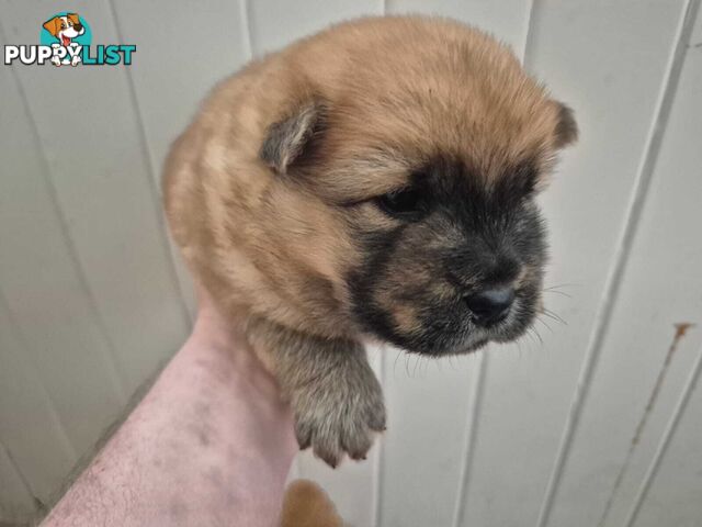 Chow Chow Puppy’s for Sale.