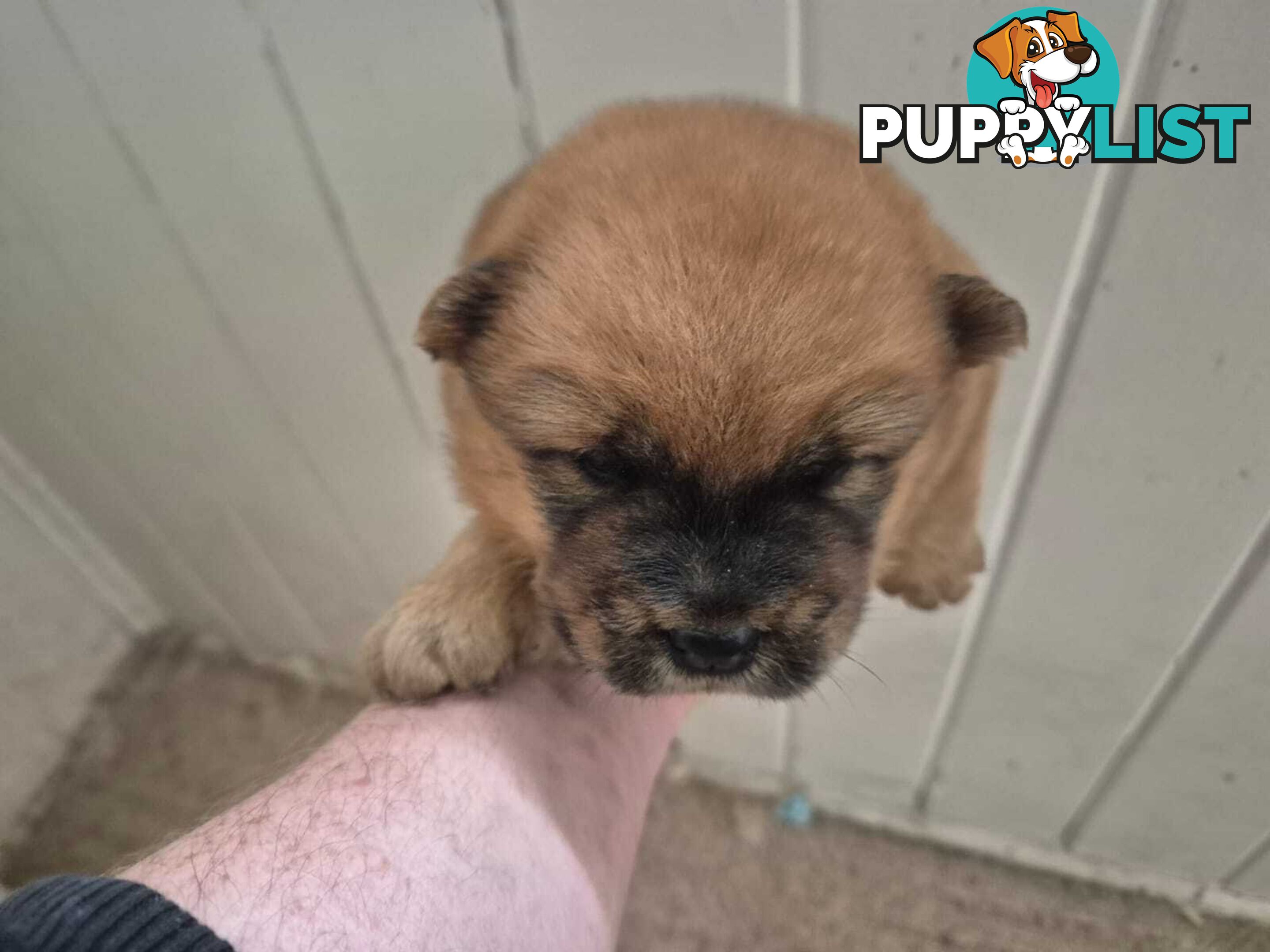 Chow Chow Puppy’s for Sale.