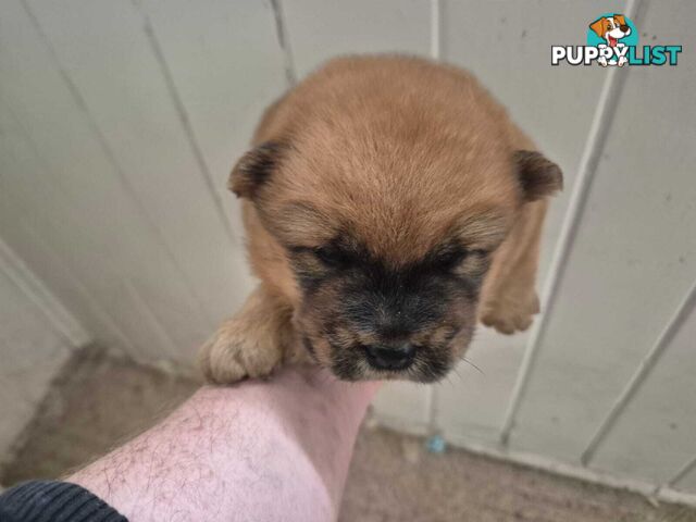 Chow Chow Puppy’s for Sale.
