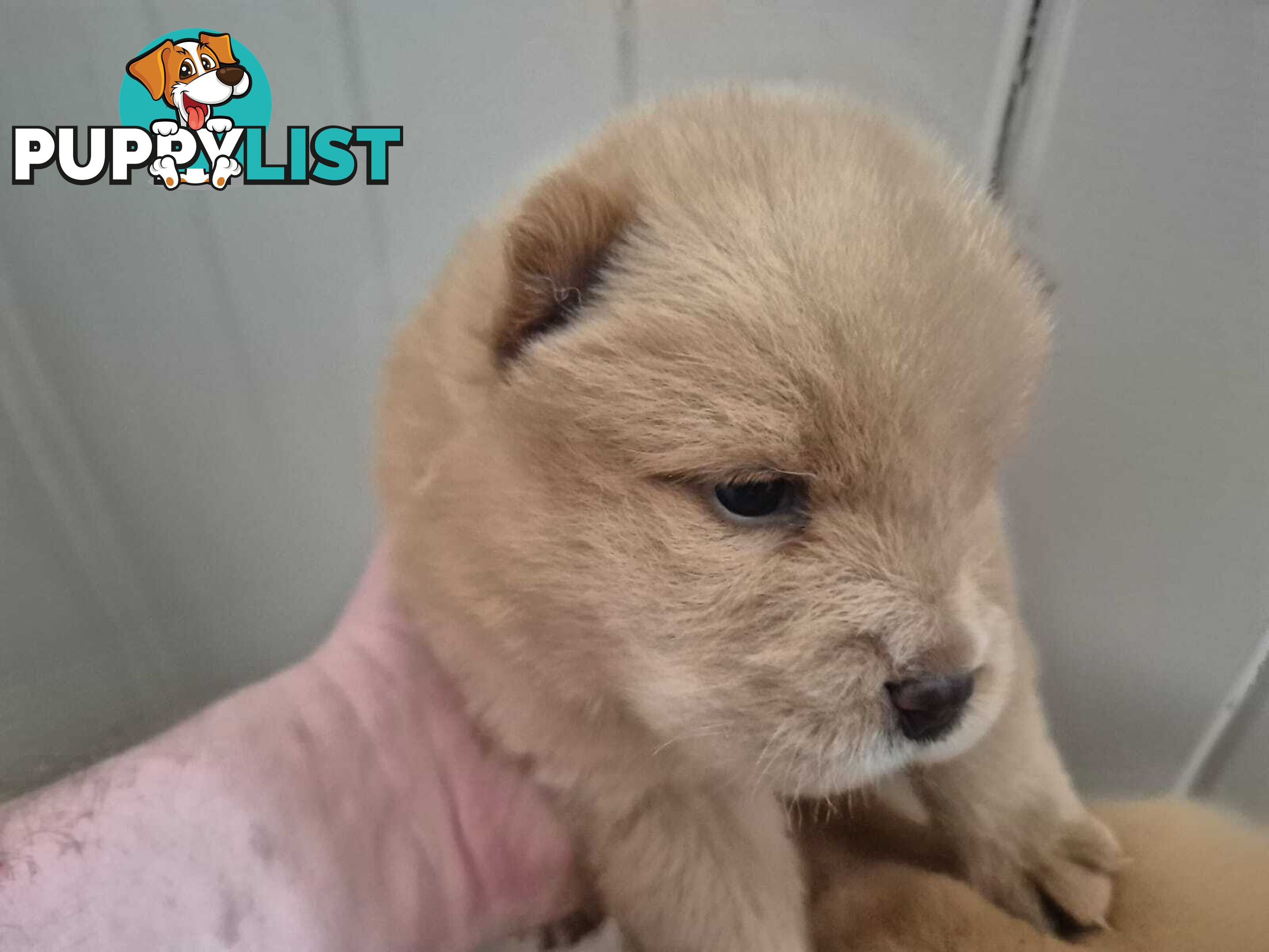 Chow Chow Puppy’s for Sale.