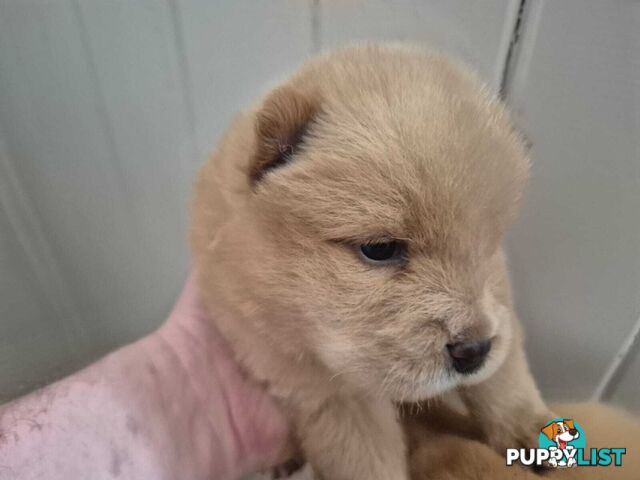 Chow Chow Puppy’s for Sale.