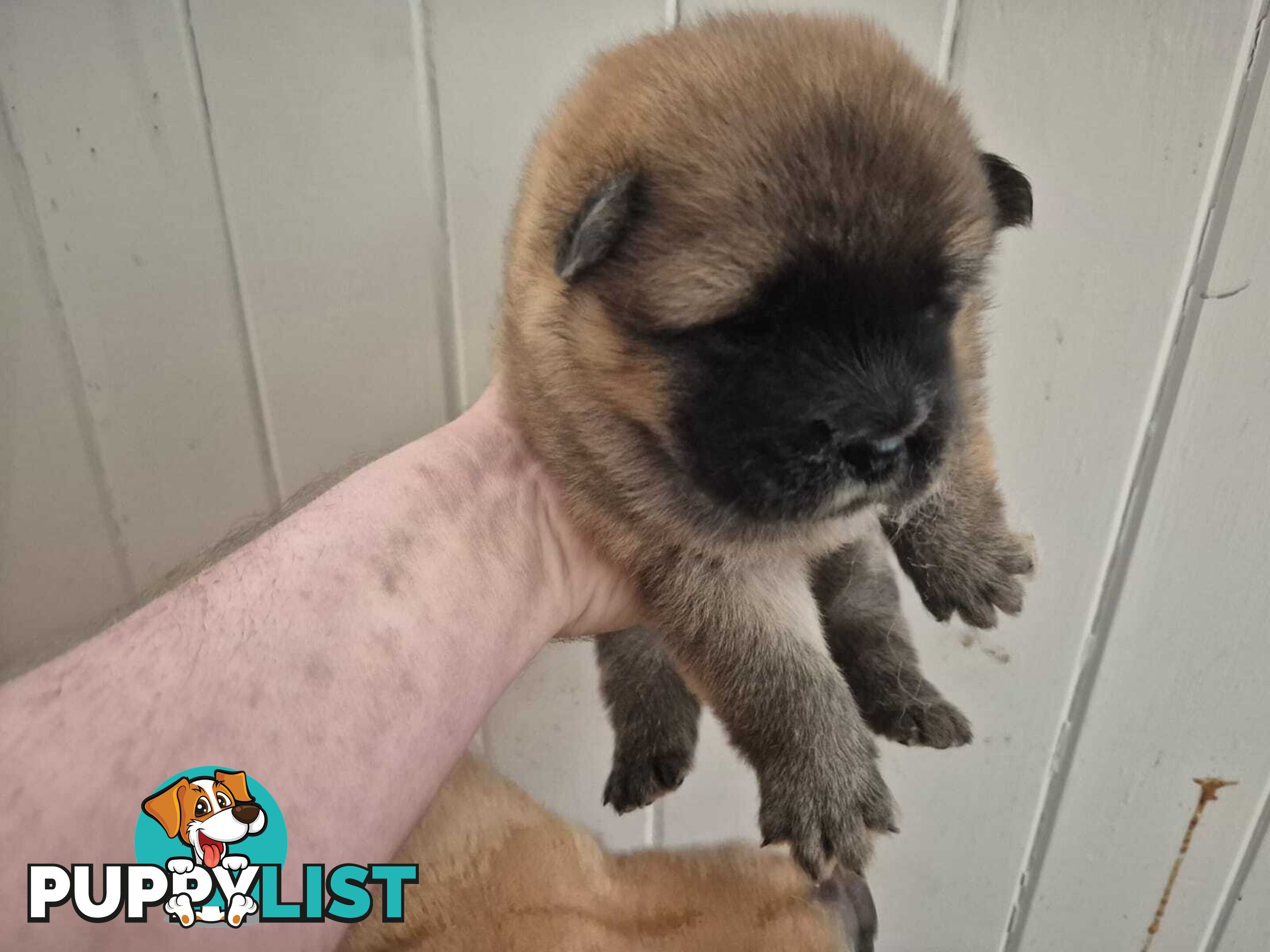 Chow Chow Puppy’s for Sale.