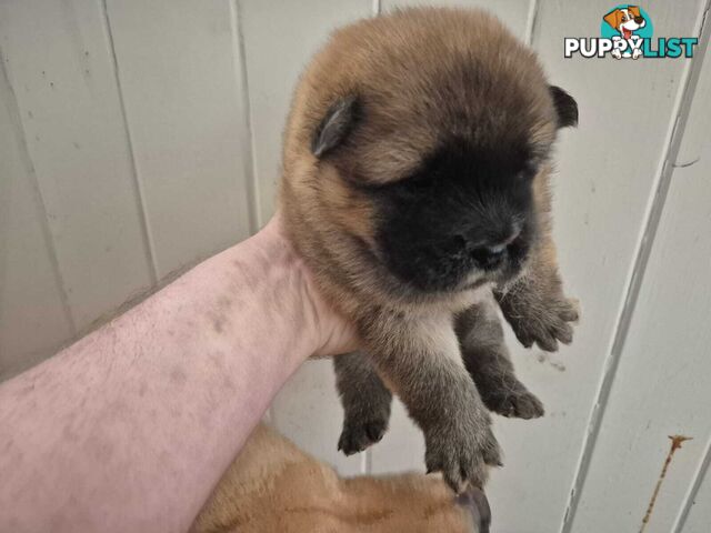 Chow Chow Puppy’s for Sale.