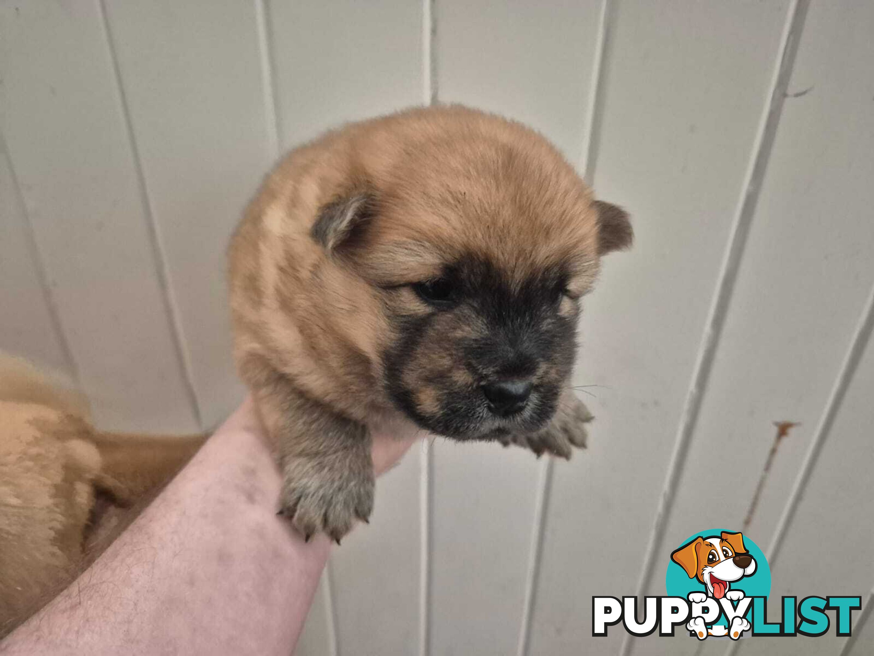 Chow Chow Puppy’s for Sale.