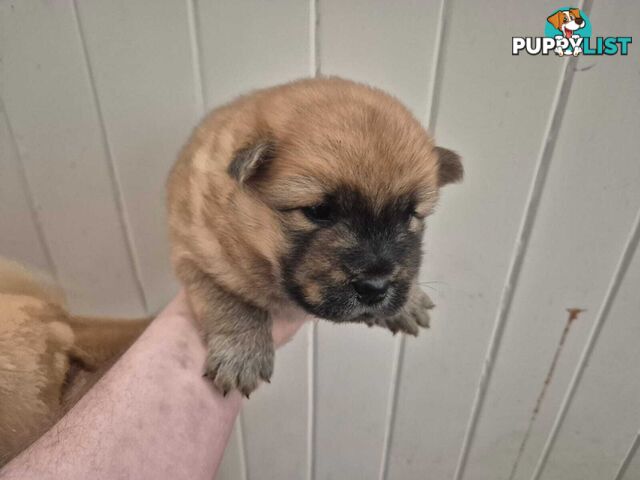 Chow Chow Puppy’s for Sale.