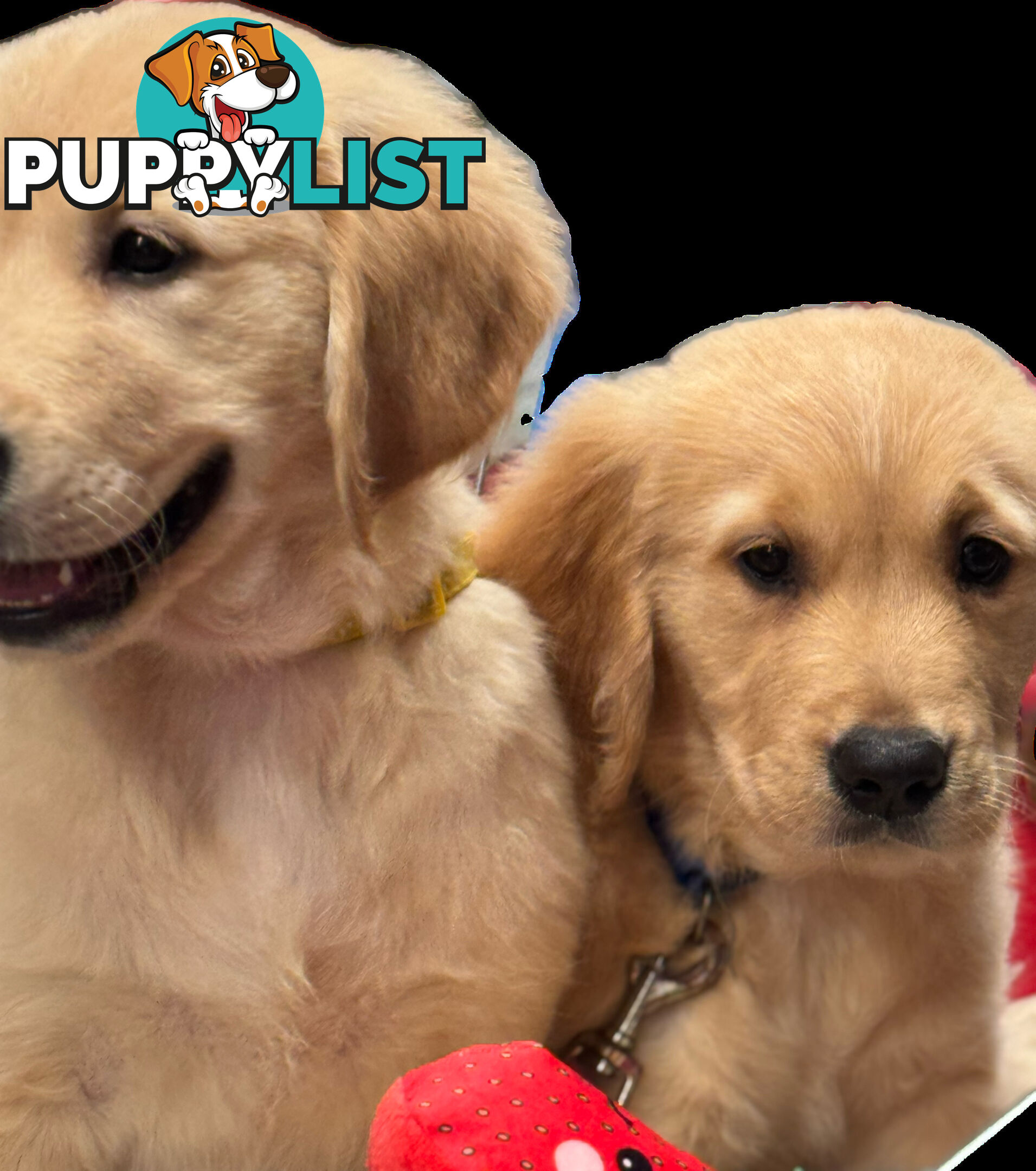 6 purebred beautiful Golden Retriever puppies unconditional love!